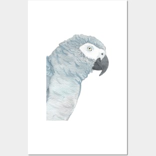 african grey watercolor parrot portrait Posters and Art